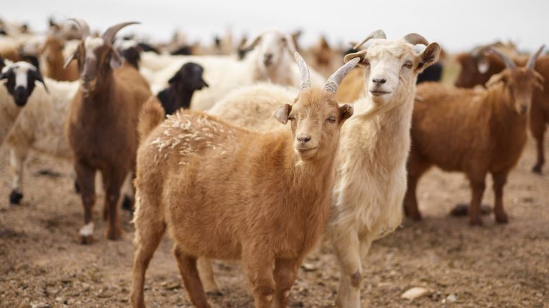 biologiskas-siena-granulas-bunc-kazam