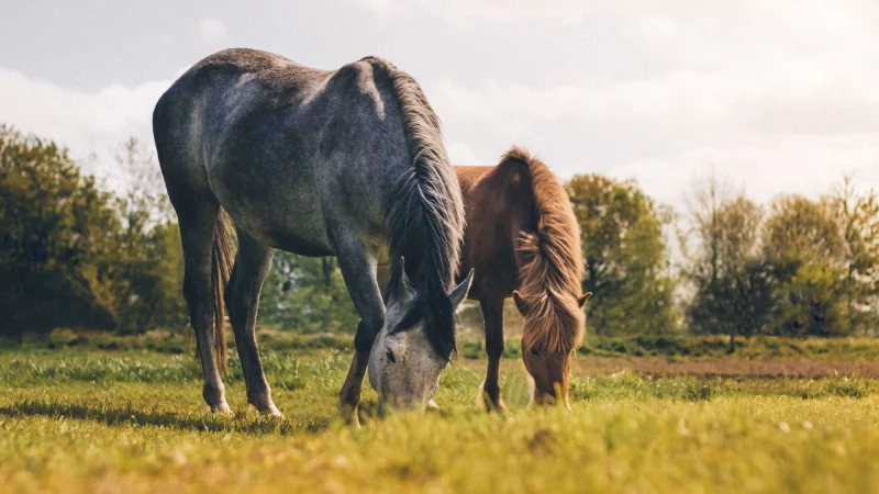Divi zirgi ēd zāli