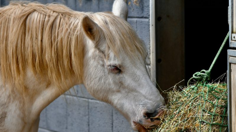 Zirgs ēdot sienu